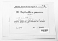 Haplobasidion pavoninum image